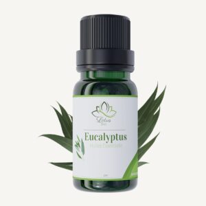 Huile essentielle d'Eucalyptus  globulus